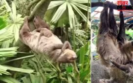 कुंभकर्ण भी इनके आगे फेल! मिलिए कुदरत के ‘लेजी ब्रांड एंबेसडर’ से, जो हफ्ते में सिर्फ एक बार जाते हैं टॉयलेट