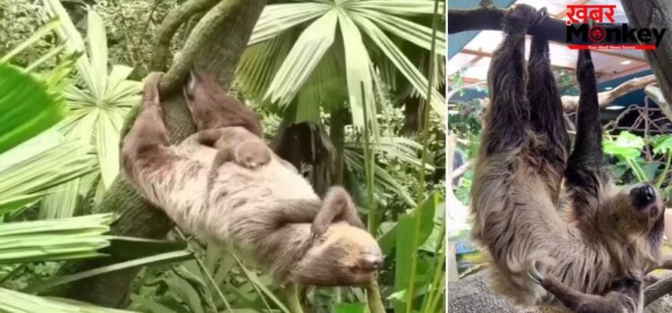 कुंभकर्ण भी इनके आगे फेल! मिलिए कुदरत के ‘लेजी ब्रांड एंबेसडर’ से, जो हफ्ते में सिर्फ एक बार जाते हैं टॉयलेट