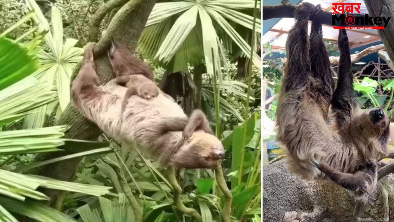 कुंभकर्ण भी इनके आगे फेल! मिलिए कुदरत के ‘लेजी ब्रांड एंबेसडर’ से, जो हफ्ते में सिर्फ एक बार जाते हैं टॉयलेट