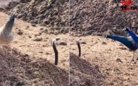 Viral Video: कोबरा ने मोर के सामने फन फैलाकर यूं दिखाई अकड़, वीडियो देख समझ जाएंगे इन जानी दुश्मन की कहानी