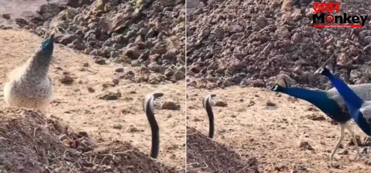Viral Video: कोबरा ने मोर के सामने फन फैलाकर यूं दिखाई अकड़, वीडियो देख समझ जाएंगे इन जानी दुश्मन की कहानी