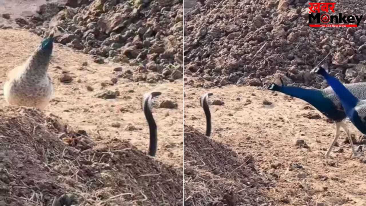 Viral Video: कोबरा ने मोर के सामने फन फैलाकर यूं दिखाई अकड़, वीडियो देख समझ जाएंगे इन जानी दुश्मन की कहानी