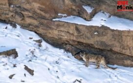 फोटोग्राफर को 12 दिन बाद दिखा ‘पहाड़ों का भूत’, तपस्या से कम नहीं है ये इंतजार