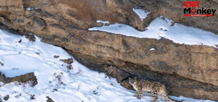 फोटोग्राफर को 12 दिन बाद दिखा ‘पहाड़ों का भूत’, तपस्या से कम नहीं है ये इंतजार फोटोग्राफर को 12 दिन बाद दिखा ‘पहाड़ों का भूत’, तपस्या से कम नहीं है ये इंतजार