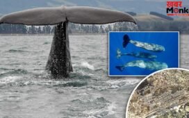 OMG! इस जीव की उल्टी आपको कर देगी मालामाल, जरा सी लग गई हाथ तो बदल जाएगी आपकी किस्मत