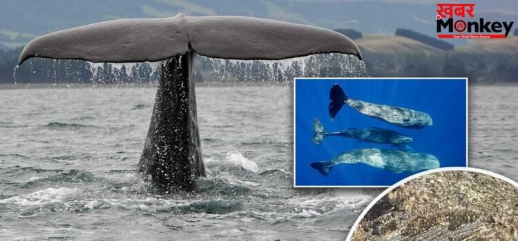 OMG! इस जीव की उल्टी आपको कर देगी मालामाल, जरा सी लग गई हाथ तो बदल जाएगी आपकी किस्मत