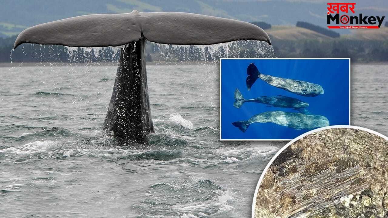 OMG! इस जीव की उल्टी आपको कर देगी मालामाल, जरा सी लग गई हाथ तो बदल जाएगी आपकी किस्मत