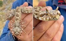 Video: यह मकड़ी नहीं, साक्षात काल है…ईरान के इस ‘मायावी’ सांप का सच जान लें