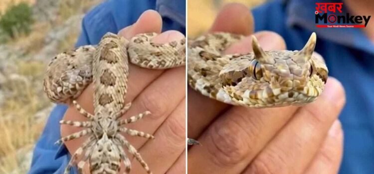 Video: यह मकड़ी नहीं, साक्षात काल है…ईरान के इस ‘मायावी’ सांप का सच जान लें