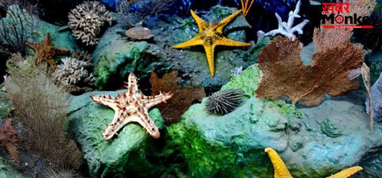 ना दिल…ना दिमाग, फिर भी समंदर की गहराइयों में अपने अनोखे शरीर के दम पर जिंदा रहता ये जीव ना दिल…ना दिमाग, फिर भी समंदर की गहराइयों में अपने अनोखे शरीर के दम पर जिंदा रहता ये जीव