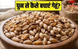 कई क्विंटल गेहूं में भी नहीं लगेंगे घुन…स्टोर करते वक्त बस ये 2 चीजें इसमें डाल दें