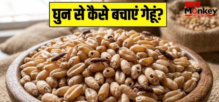 कई क्विंटल गेहूं में भी नहीं लगेंगे घुन…स्टोर करते वक्त बस ये 2 चीजें इसमें डाल दें