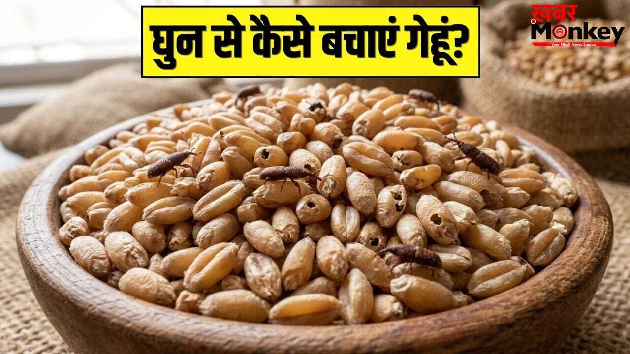 कई क्विंटल गेहूं में भी नहीं लगेंगे घुन…स्टोर करते वक्त बस ये 2 चीजें इसमें डाल दें