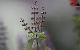 Health Tips: तुलसी के पत्तों से भी कई गुना ज्यादा ताकतवर है इसकी मंजरी, बस इस तरह से कर लें सेवन