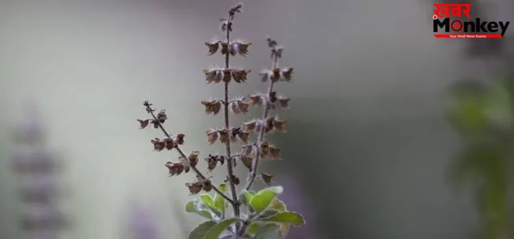 Health Tips: तुलसी के पत्तों से भी कई गुना ज्यादा ताकतवर है इसकी मंजरी, बस इस तरह से कर लें सेवन Health Tips: तुलसी के पत्तों से भी कई गुना ज्यादा ताकतवर है इसकी मंजरी, बस इस तरह से कर लें सेवन