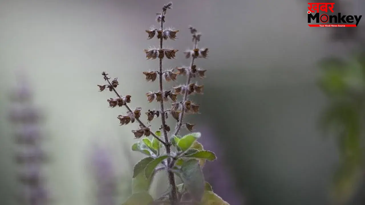 Health Tips: तुलसी के पत्तों से भी कई गुना ज्यादा ताकतवर है इसकी मंजरी, बस इस तरह से कर लें सेवन