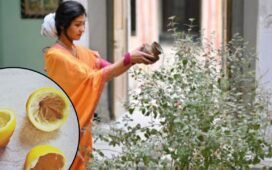 तुलसी के पौधे ने नींबू का छिलका डालने से क्या होता है ? यहां जानें 5 फायदे