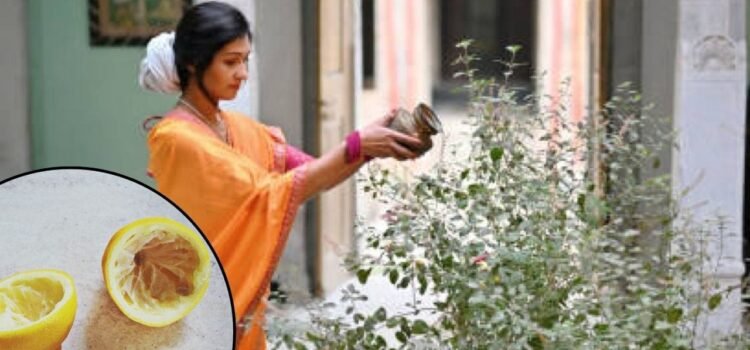 तुलसी के पौधे ने नींबू का छिलका डालने से क्या होता है ? यहां जानें 5 फायदे