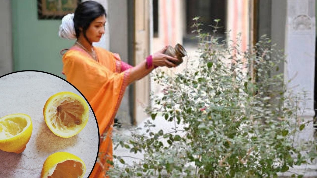 तुलसी के पौधे ने नींबू का छिलका डालने से क्या होता है ? यहां जानें 5 फायदे