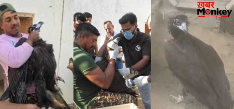 भोपाल से उड़ा…पाकिस्तान में की लैंडिंग, गिद्ध ने 6 दिनों में कैसे तय की 1200 KM की यात्रा? भोपाल से उड़ा…पाकिस्तान में की लैंडिंग, गिद्ध ने 6 दिनों में कैसे तय की 1200 KM की यात्रा?