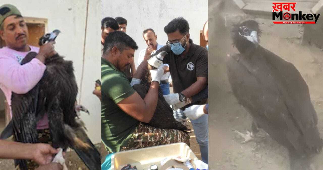 भोपाल से उड़ा…पाकिस्तान में की लैंडिंग, गिद्ध ने 6 दिनों में कैसे तय की 1200 KM की यात्रा?