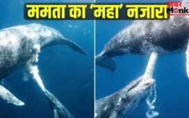 Viral: समंदर की गहराई में व्हेल ने अपने बच्चे को पिलाया दूध, वीडियो देख दंग रह गए लोग!