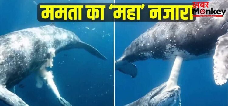 Viral: समंदर की गहराई में व्हेल ने अपने बच्चे को पिलाया दूध, वीडियो देख दंग रह गए लोग!