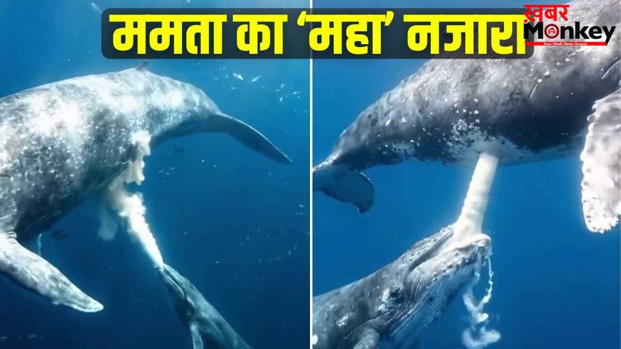 Viral: समंदर की गहराई में व्हेल ने अपने बच्चे को पिलाया दूध, वीडियो देख दंग रह गए लोग!