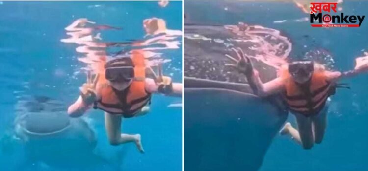 Viral Video: अंडरवाटर फोटोशूट करा रही थी महिला, पीछे आ गई खतरनाक व्हेल शार्क, फिर जो हुआ