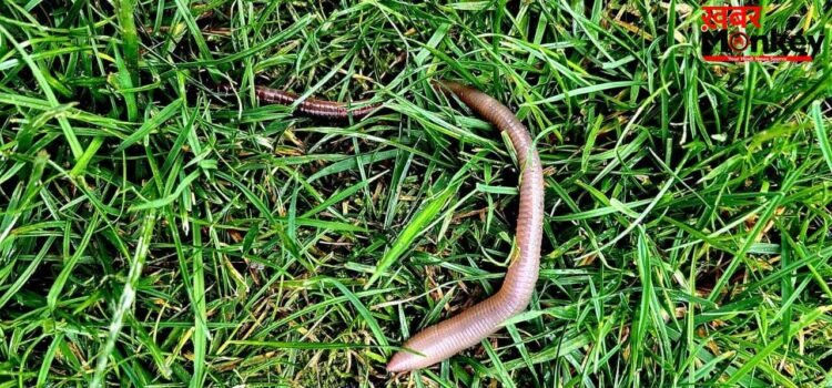 छींक के साथ महिला की नाक से निकले 1 इंच लंबे कीड़े, वजह जान डॉक्टर भी Shocked!