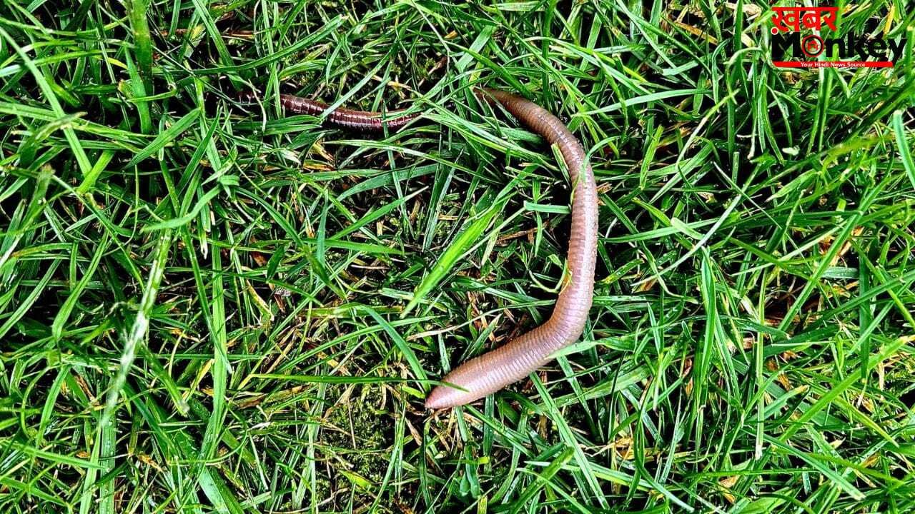 छींक के साथ महिला की नाक से निकले 1 इंच लंबे कीड़े, वजह जान डॉक्टर भी Shocked!