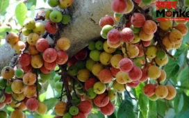 Ayurvedic: इस फल को खाने से बूढ़े में भी आ जाती है जवानों सी ताक़त! जानिए औषधीय गुणों से भरपूर इस फल के बारे