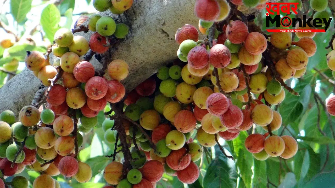 Ayurvedic: इस फल को खाने से बूढ़े में भी आ जाती है जवानों सी ताक़त! जानिए औषधीय गुणों से भरपूर इस फल के बारे
