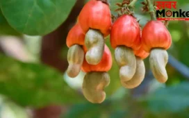 Benefits of Cashew: मुठ्ठी भर काजू आपकी स्किन, बालों और आंखों के लिए है फायदेमंद, डेली डाइट में करें शामिल
