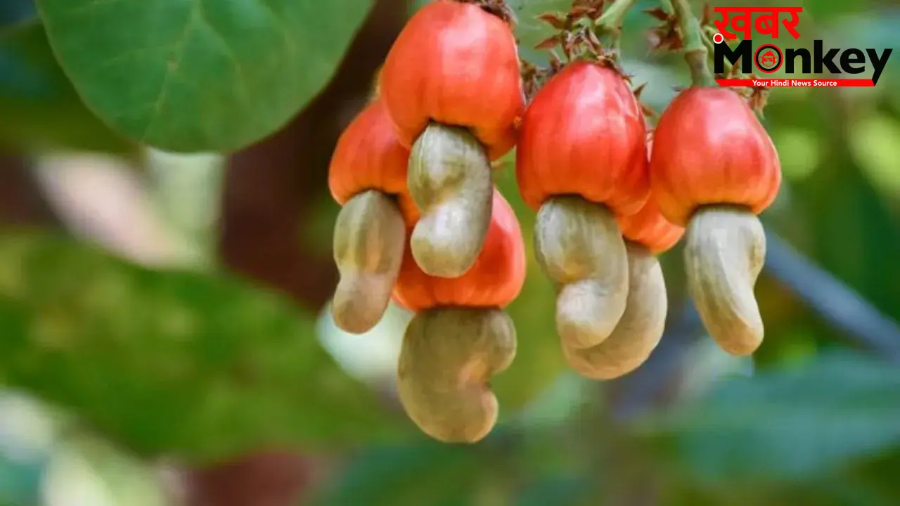 Benefits of Cashew: मुठ्ठी भर काजू आपकी स्किन, बालों और आंखों के लिए है फायदेमंद, डेली डाइट में करें शामिल