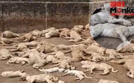 सहारनपुर : 5 फीट ऊंची दीवार फांदकर कुत्तों ने बाड़े में घुसकर 110 भेड़ों को मार डाला; 15 लाख से अधिक का नुकसान