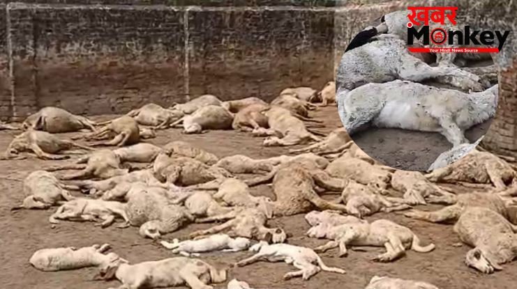 सहारनपुर : 5 फीट ऊंची दीवार फांदकर कुत्तों ने बाड़े में घुसकर 110 भेड़ों को मार डाला; 15 लाख से अधिक का नुकसान