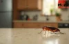 Cockroach Spiritual Meaning: घर में घूम रहे हों कॉकरोच, तो हो जाएं सचेत, राहु-केतु से है इसका संबंध Cockroach Spiritual Meaning: घर में घूम रहे हों कॉकरोच, तो हो जाएं सचेत, राहु-केतु से है इसका संबंध