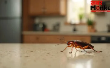 Cockroach Spiritual Meaning: घर में घूम रहे हों कॉकरोच, तो हो जाएं सचेत, राहु-केतु से है इसका संबंध