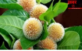 Kadam Fruit Benefits: हेल्थ के लिए कई मामलों में वरदान है श्रीकृष्ण का प्रिय फल ‘कदम’