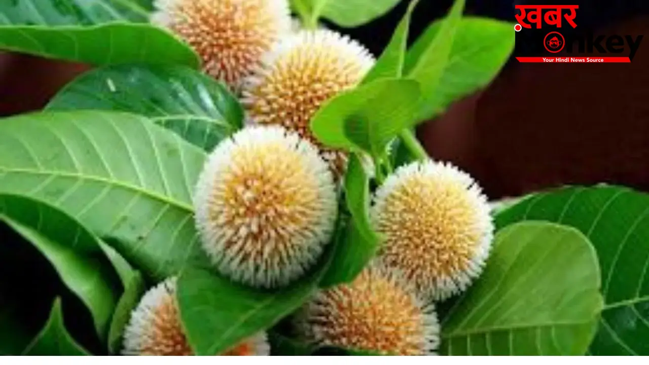 Kadam Fruit Benefits: हेल्थ के लिए कई मामलों में वरदान है श्रीकृष्ण का प्रिय फल ‘कदम’