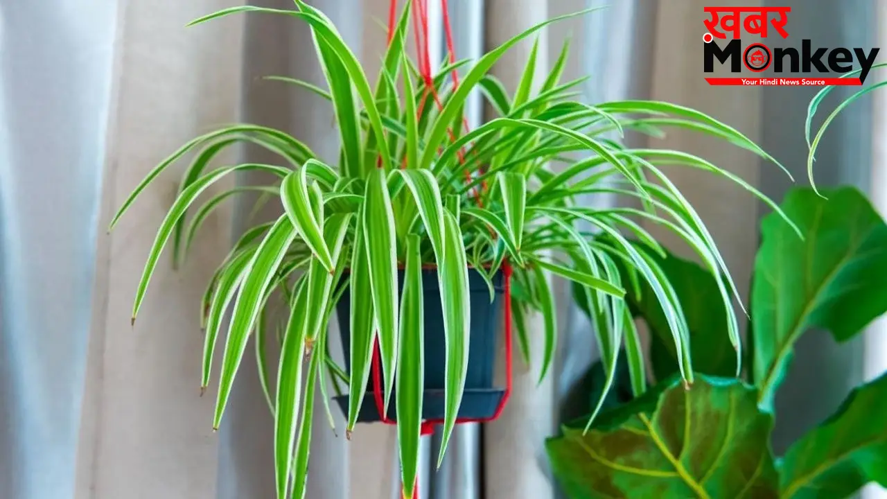 Nautapa Plants: नौतपा के दिनों में घर ले आएं ये 5 खास पौधे, चमक उठेगी किस्मत