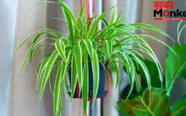 Nautapa Plants: नौतपा के दिनों में घर ले आएं ये 5 खास पौधे, चमक उठी किस्मत