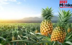 Pineapple Benefits: गर्मी में अनानास खाने से डिहाइड्रेशन ही नहीं, पीरियड्स के दर्द में भी मिलता है आराम