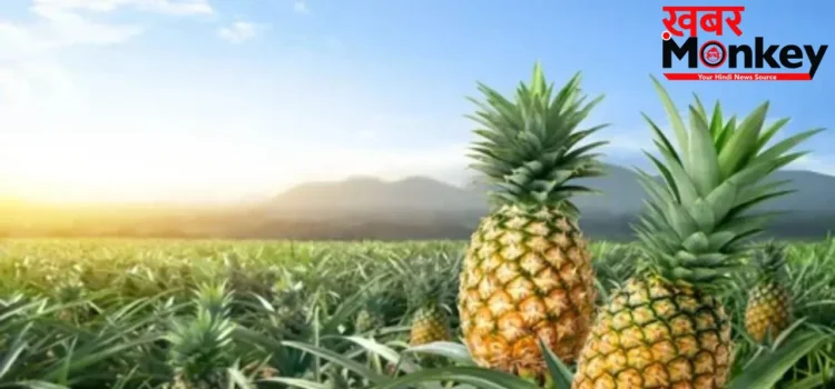 Pineapple Benefits: गर्मी में अनानास खाने से डिहाइड्रेशन ही नहीं, पीरियड्स के दर्द में भी मिलता है आराम