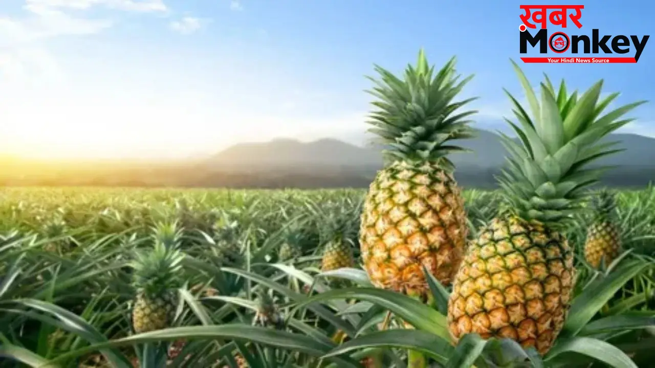 Pineapple Benefits: गर्मी में अनानास खाने से डिहाइड्रेशन ही नहीं, पीरियड्स के दर्द में भी मिलता है आराम