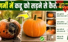 गर्मी में जल्दी गलकर कद्दू से आने लगती है बदबू, इस तरह रखें लंबे समय तक फ्रेश