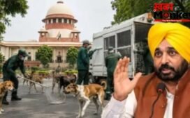 सुप्रीम कोर्ट के आदेशों को लागू करेगी पंजाब सरकार, आवारा कुत्तों की देखभाल के लिए बनाए जाएंगे डॉग शेल्टर