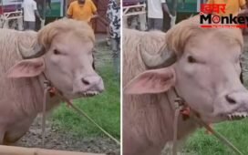 बांग्लादेश में ‘डोनाल्ड ट्रंप’ नाम की भैंस का गजब क्रेज! अनोखे हेयरस्टाइल को देख लगी सेल्फी के लिए भीड़