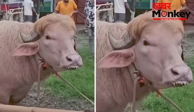 बांग्लादेश में ‘डोनाल्ड ट्रंप’ नाम की भैंस का गजब क्रेज! अनोखे हेयरस्टाइल को देख लगी सेल्फी के लिए भीड़